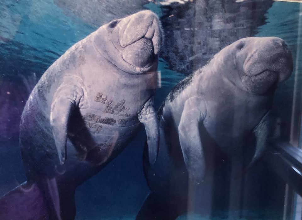 2 Manatees in the wild