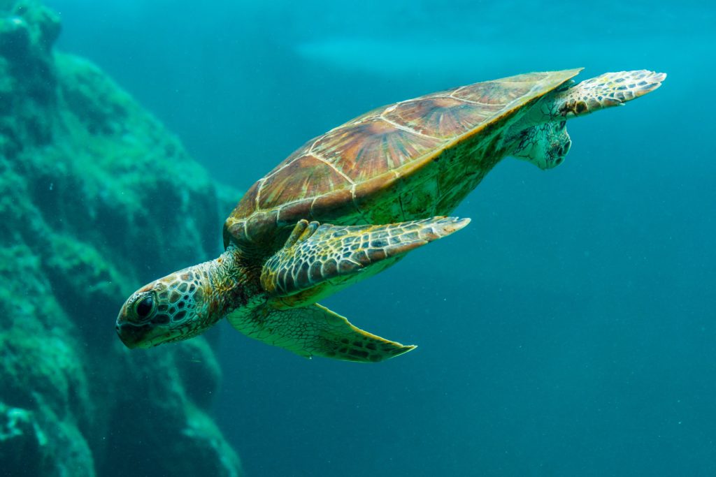 sea turtle, aquarium, water